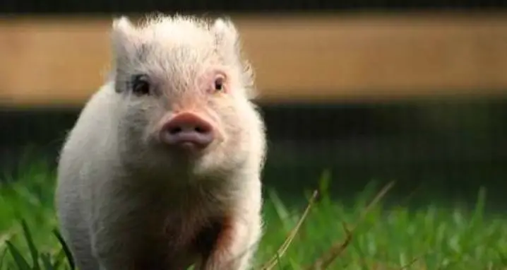 Meet Hamlet: The World’s Cutest Pig