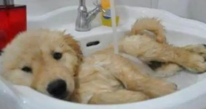 The 25 Most Adorable GIFs Of Animals Taking Baths