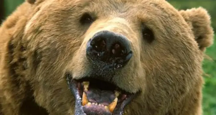 25 Awesome Bear GIFs