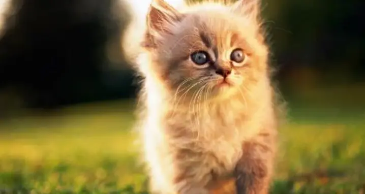 The 55 Best Cat GIFs Ever