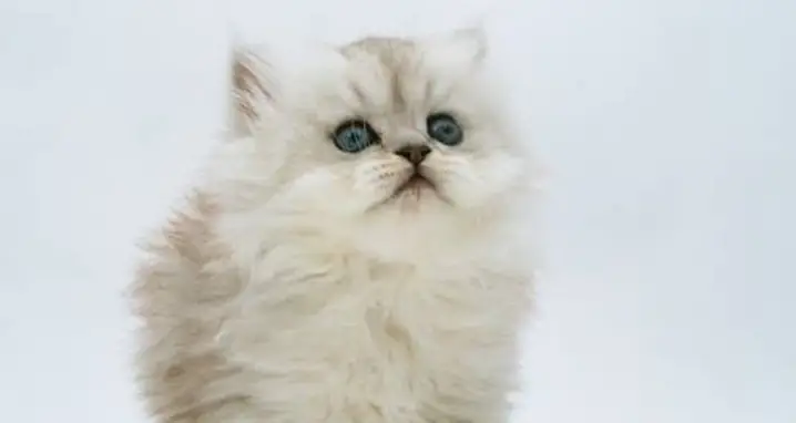 The 20 Cutest Cat Videos Ever