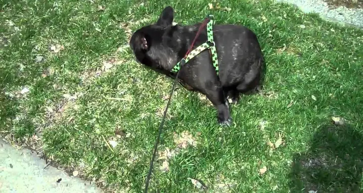 French Bulldog Is Scared Of His Own Farts