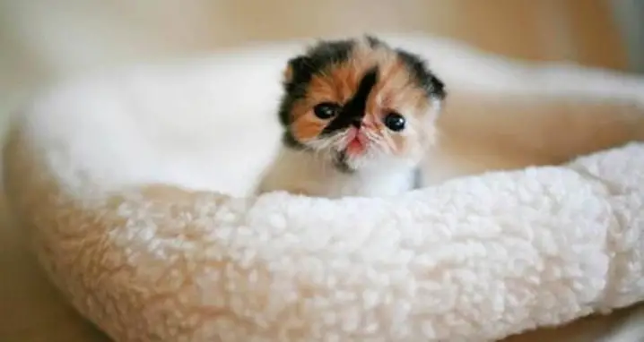 40 Of The Most Adorable Animal GIFs You’ll Ever See