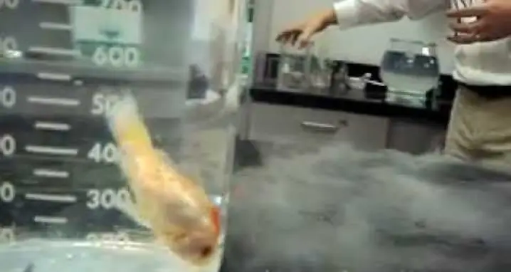 Goldfish Submerged In Liquid Nitrogen