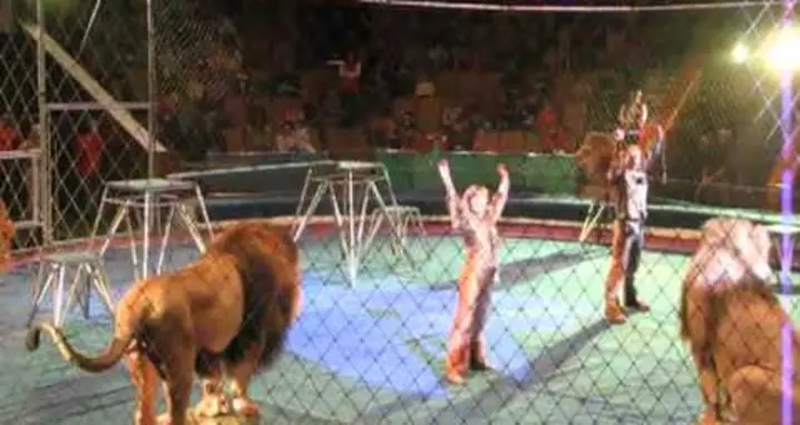 Group Of Lions Go Ballistic At The Circus