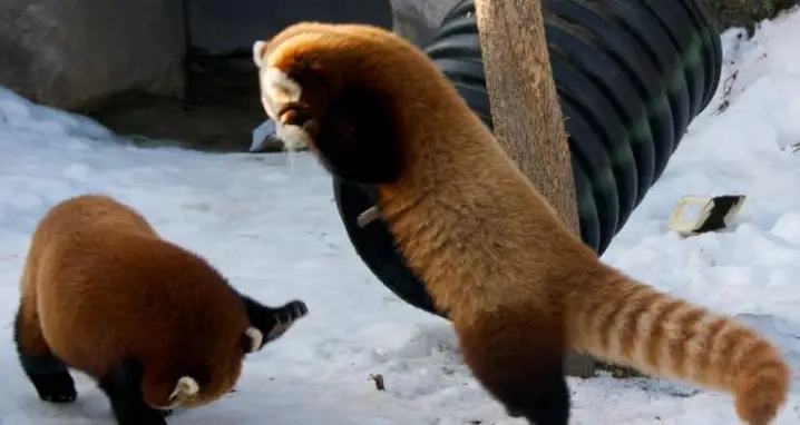 The 22 Cutest Red Panda GIFs Ever Seen