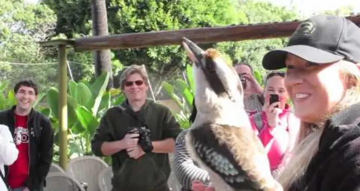The Amazing Call Of The Kookaburra
