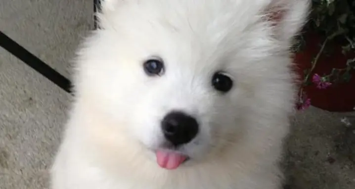 The Cutest Samoyed Photos You’ll Ever See