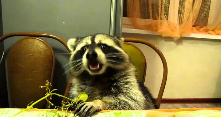 Watch A Pet Raccoon Eat Grapes