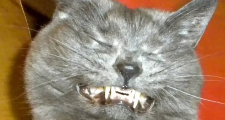 Twenty Hilarious Pictures Of Cats About To Sneeze