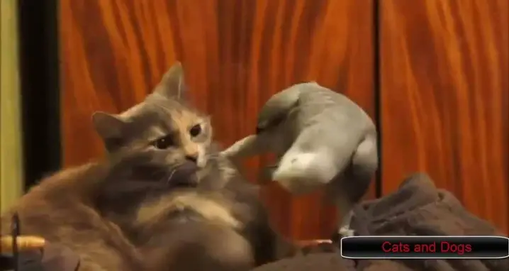 Parrots Annoying The Crap Out Of Cats