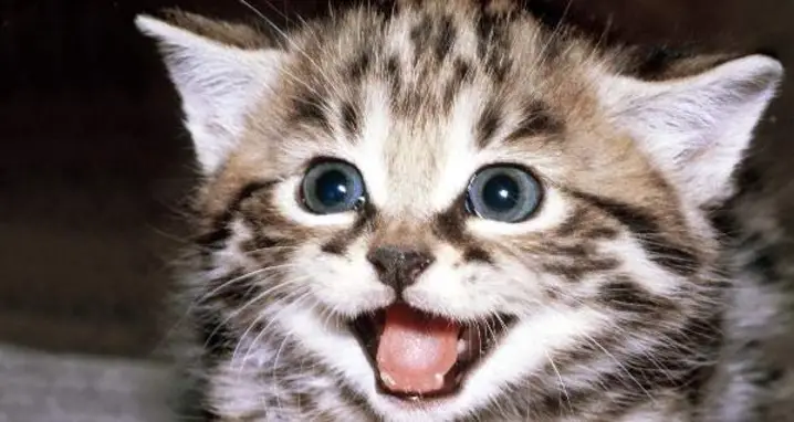The 30 Greatest Cat Videos You Will Ever See