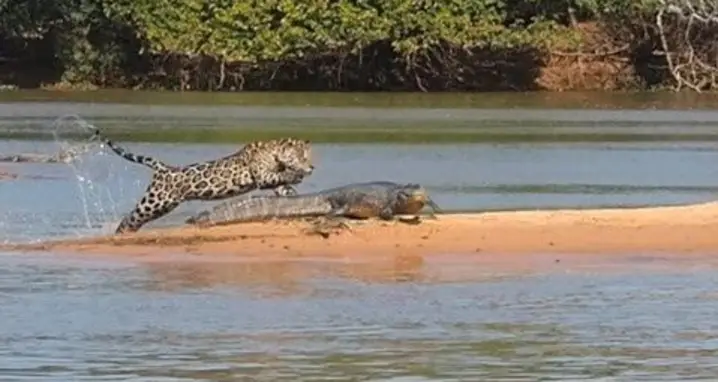 Jaguar Versus Crocodile