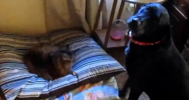 25 GIFs Of Cats Shamelessly Stealing Dogs’ Beds