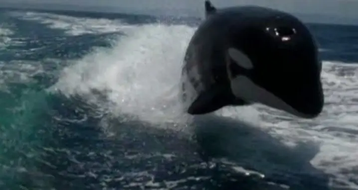An Uncomfortably Close Encounter With A Killer Whale