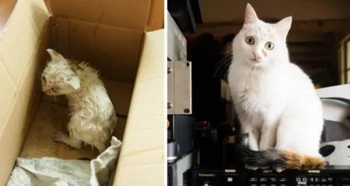 38 Heartwarming Pictures Of Rescued Animals Before And After Adoption