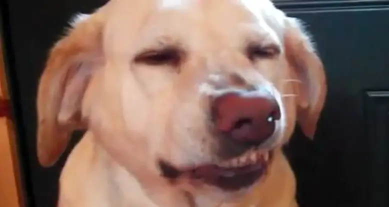 Guiltiest Dog Ever