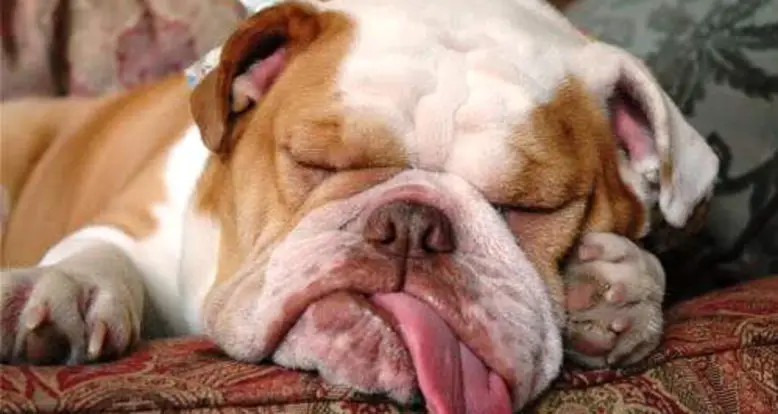Adorable Snoring Bulldogs