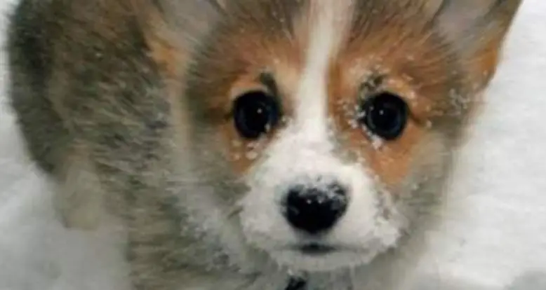Cutest Animal Ever: Welsh Corgi Puppy