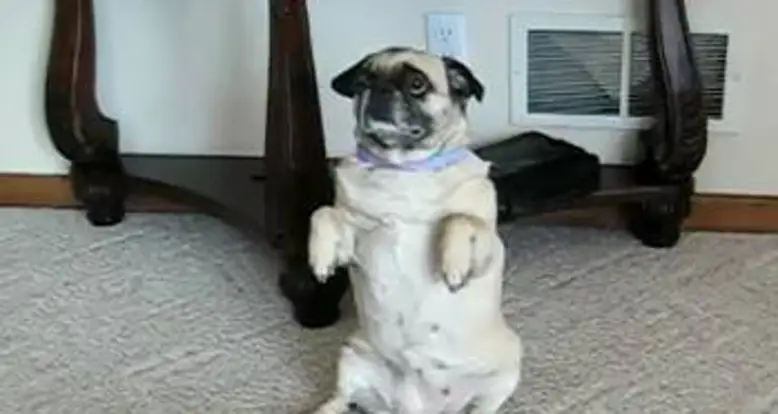Pug Doing Tricks