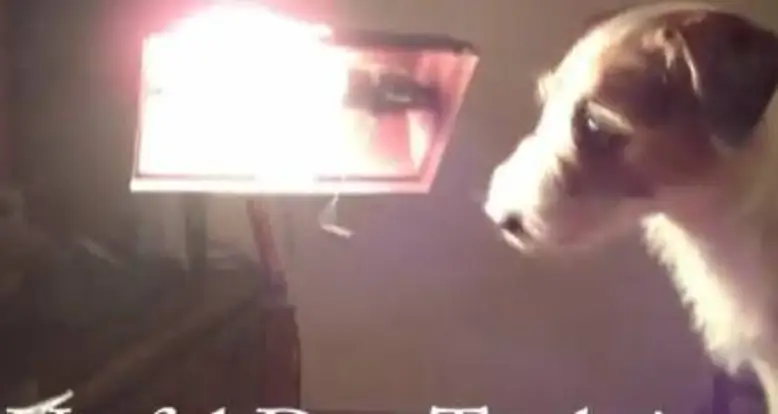 Useful Dog Tricks