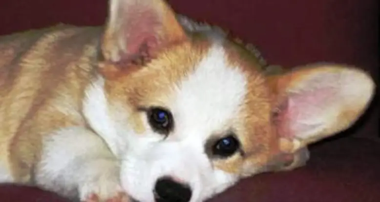 The Cutest Little Corgi