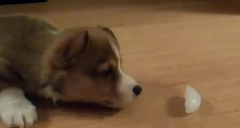 Corgi Versus Piece Of Ice