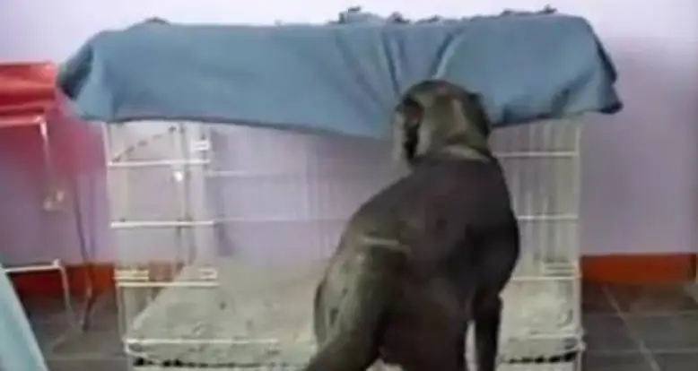 Smart Pooch Covers Himself With Blanket