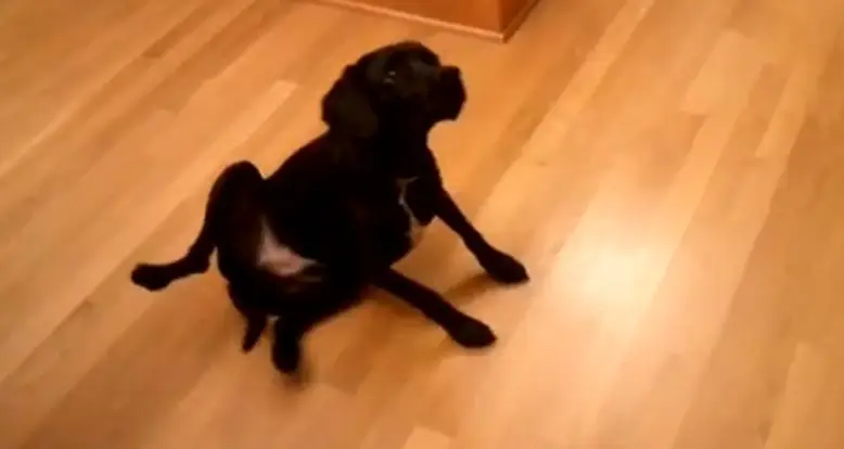 Funniest Dog Trick Ever