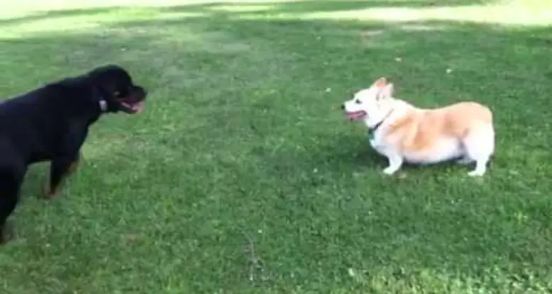 Corgi Versus Rottweiler