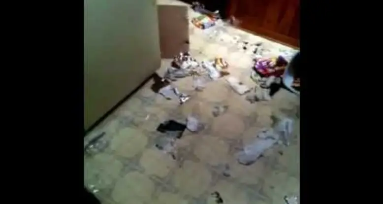 Who Got Into The Trash?