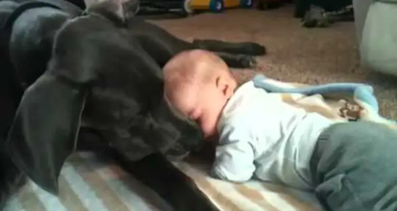 Great Dane Cuddles With A Baby