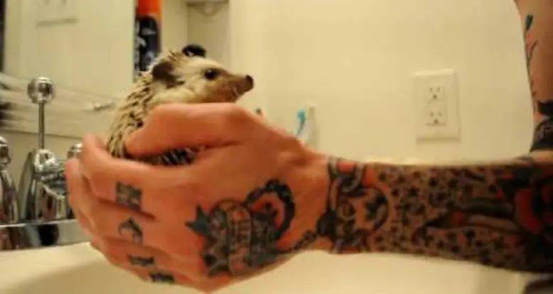 Just Washing My Hedgehog