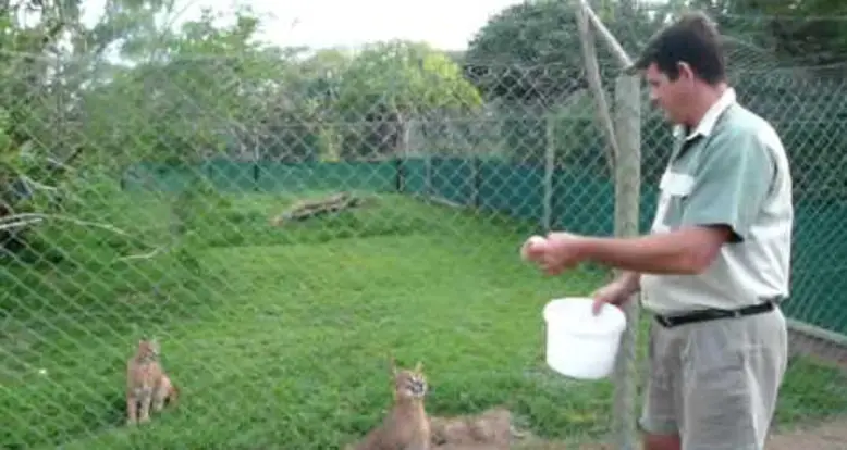 The Amazing Jump of Caracals