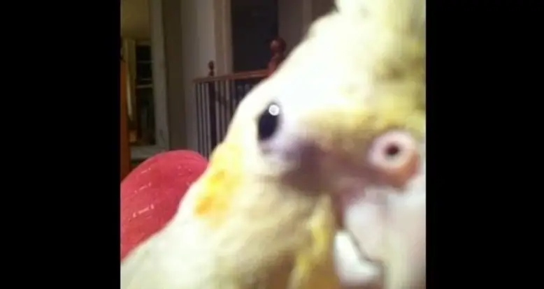 Bird Singing Dubstep