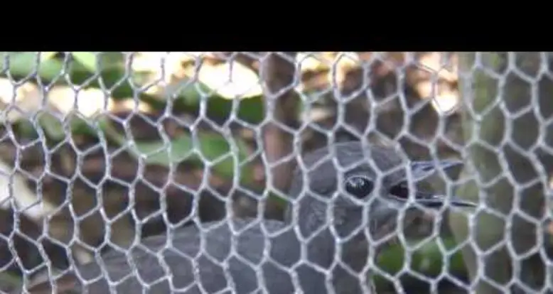 The Bird That Can Mimic Any Sound
