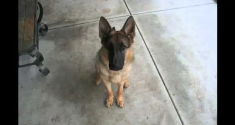 Puppy To Adult Dog In 40 Seconds