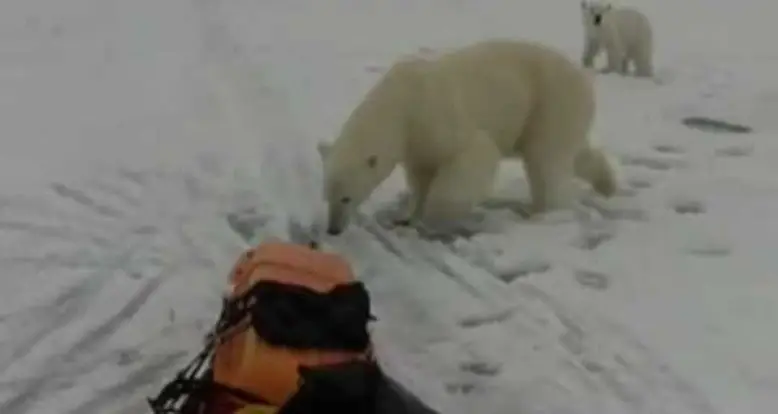 A Close Encounter With A Polar Bear
