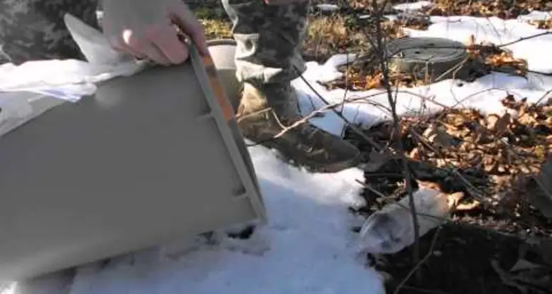Why You Don’t Release A Mouse Outdoors