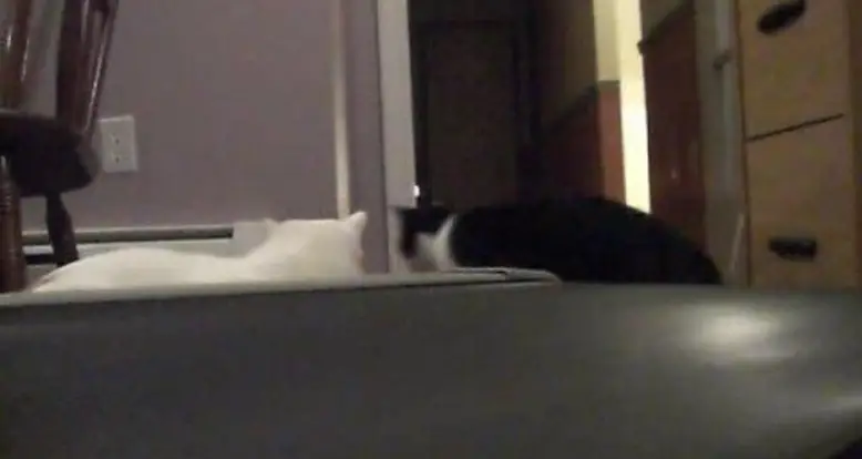 Cats Versus Treadmill
