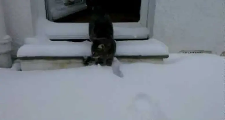 A Cat Experiences Snow For The First Time