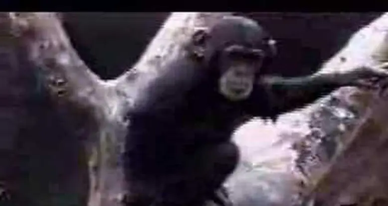 Monkey Falls After Sniffing His Own Butt