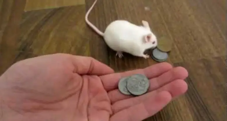 Smart Mouse Buys Itself A Treat