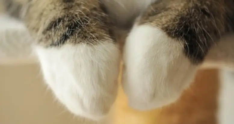 The Adorable Paws Of Maru