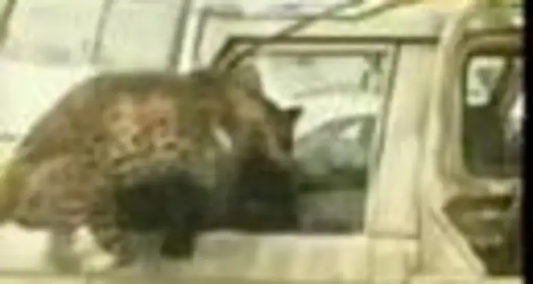 When Animals Attack
