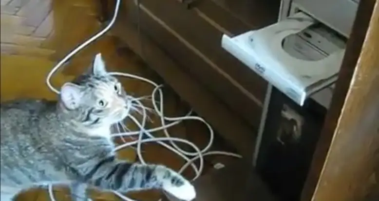 Cat Versus DVD Drive