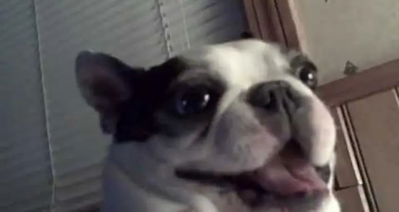 Boston Terrier Gets It’s Stomach Tickled