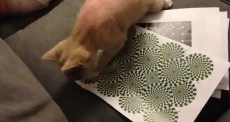 A Cat Reacts To An Optical Illusion