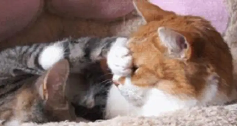 The 25 Funniest GIFs Of Animals Being Jerks