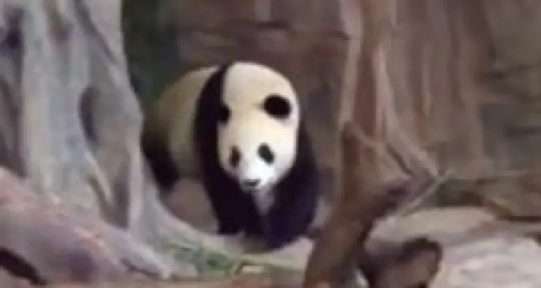 Pandas Are Assholes
